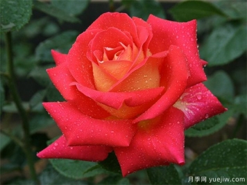 埋盆越冬的南陽(yáng)盆栽月季什么時(shí)候出土好？