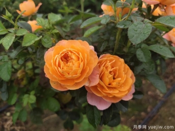 月季得了紅蜘蛛不要怕，該如何解決