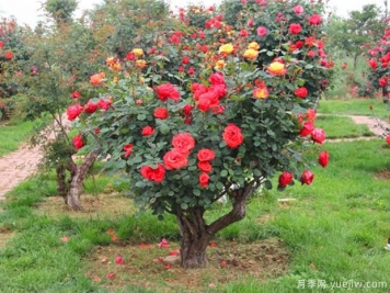 樹(shù)狀月季嫁接后的管理