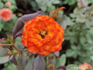 你知道月季的花語是什么嗎？