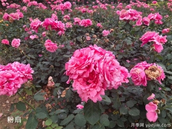 大花月季中的粉扇栽培技術(shù)，你知道嗎