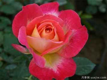 現(xiàn)代樹狀月季在園林景觀中的廣泛應(yīng)用，一起來看看吧