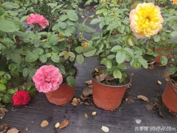 盆栽月季苗是靠南陽(yáng)臺(tái)好還是北陽(yáng)臺(tái)好