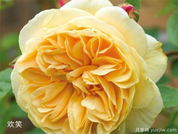 黃玫瑰的介紹，花語和栽培養(yǎng)護(hù)