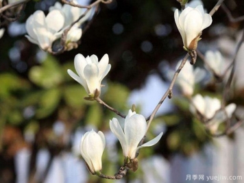 南陽玉蘭基地簡(jiǎn)述二喬玉蘭、白玉蘭、廣玉蘭、紫玉蘭的區(qū)別？
