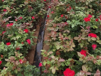 盆栽月季花，冬季要怎么管理？