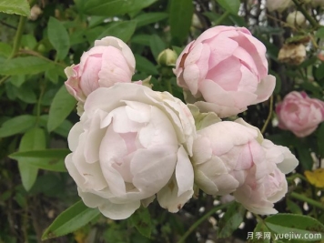 粉木香月季的優(yōu)缺點是什么？