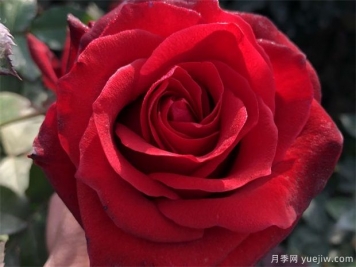 黑玫瑰送哪種人？花語寓意