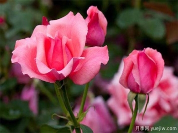 盆栽月季為什么花朵越開越?。坑绊懺录鹃_花主要因素