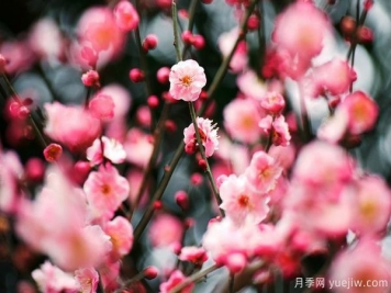庭院適合種哪些花卉植物？冬天來了更漂亮