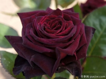 黑巴克月季和黑魔術(shù)月季有什么區(qū)別？哪個更黑