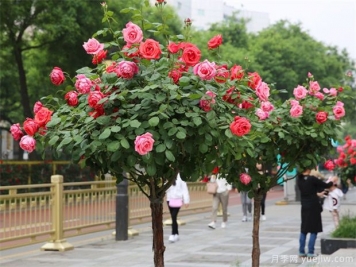冬季月季行道樹修剪，注意3點(diǎn)剪出健康