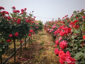 養(yǎng)花屆的新寵兒樹狀月季，月季樹如何養(yǎng)護(hù)？