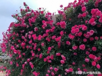 推薦6個(gè)顏值高好養(yǎng)護(hù)的藤本月季