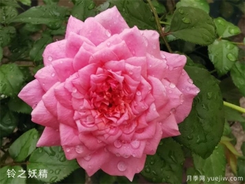 推薦8個(gè)熱門的勤花多花的微型月季品種