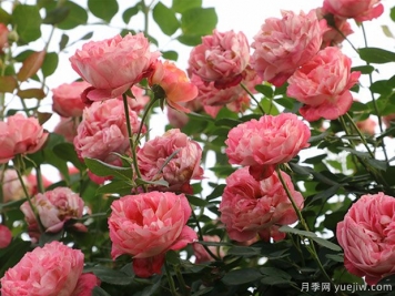 推薦5個抗病性強的藤本月季品種，新手輕松種植