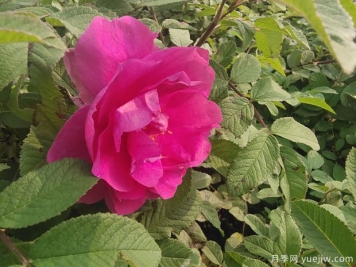 四季玫瑰的種植方法和養(yǎng)護要點