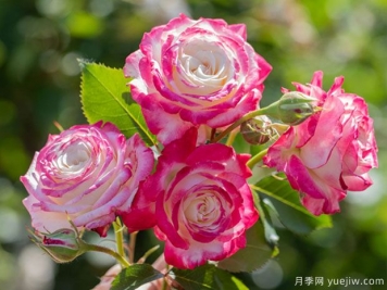 月季花種植詳細(xì)步驟，月季花種植注意事項
