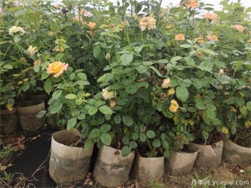 盆栽月季花如何打理？10店小細節(jié)注意