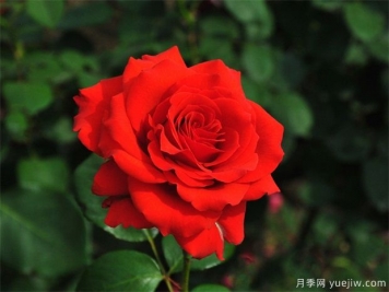 什么時(shí)候，怎樣種月季花最好？