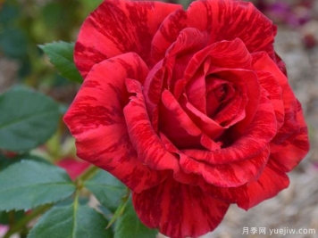 月季花苗在夏天怎么養(yǎng)護(hù)？