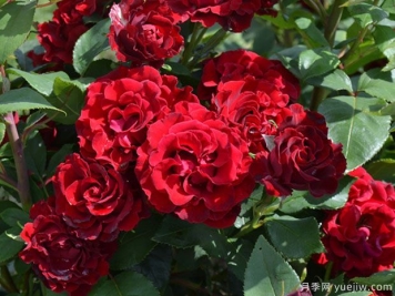 紀念芭芭拉月季的優(yōu)缺點是什么？