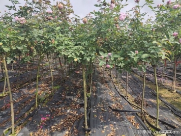 月季花如何定植，您知道嗎？