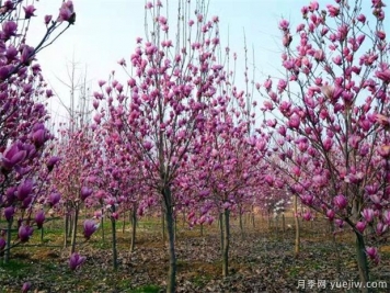 什么是落葉玉蘭？白玉蘭有哪些特征和習性？