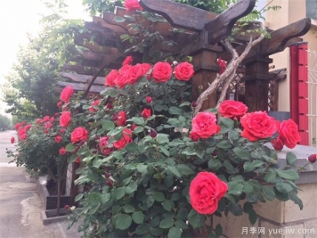 一年四季月季打理有什么不同的技巧？
