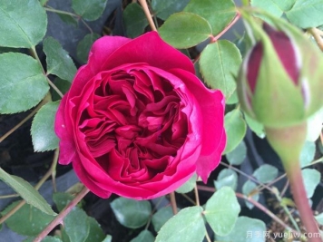 秋日胭脂月季介紹，花色豐富花型多變