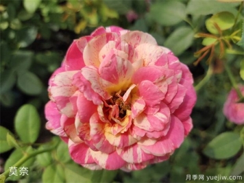 適合新手的月季莫奈，做好4個(gè)細(xì)節(jié)，長(zhǎng)勢(shì)旺旺