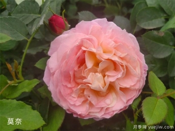 月季花施肥方法，月季養(yǎng)護(hù)如何施肥