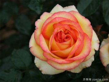 為什么很多人投資農(nóng)業(yè)林業(yè)失??？需要具備這三種能力
