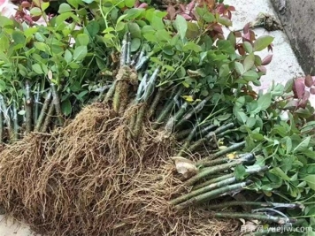 月季嫁接苗和扦插苗有什么不同？有哪些優(yōu)點缺點？