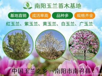 河南廣玉蘭常見的造型有哪些呢？這些造型如何做呢？