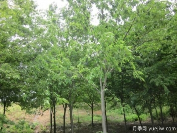 樸樹與櫸樹存在著哪些區(qū)別？