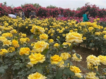 月季如何養(yǎng)開花多，要避開這些月季種植誤區(qū)