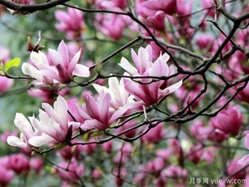 為什么都說鄉(xiāng)土樹種好？