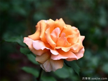 月季花的繁衍方法有哪些？快來看看吧