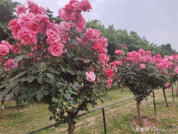 要使月季樹(shù)四季都花香，需做到以下幾點(diǎn)！