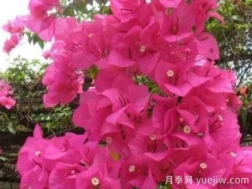 三角梅冬季如何修剪？三角梅冬季養(yǎng)護(hù)方法