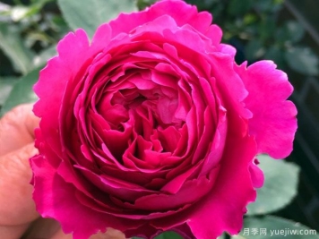芳香花園月季的優(yōu)缺點(diǎn)是什么？