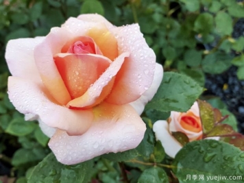 老爺?shù)拿廊嗽录镜膬?yōu)缺點是什么？