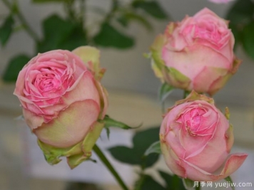 智慧女神月季的優(yōu)缺點(diǎn)是什么？