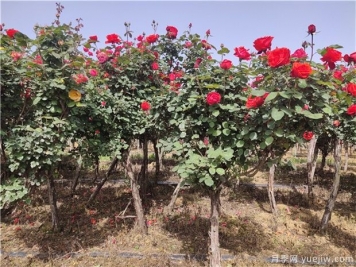 樹狀月季為何開花少？
