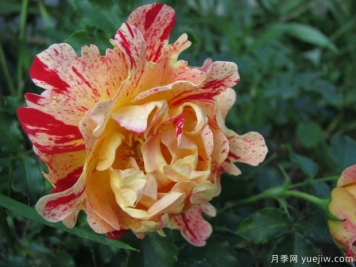 尼梅特月季的優(yōu)缺點(diǎn)是什么？