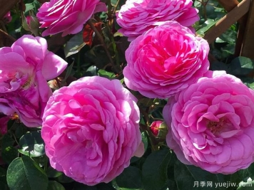 歐子安娜月季的優(yōu)缺點(diǎn)是什么？