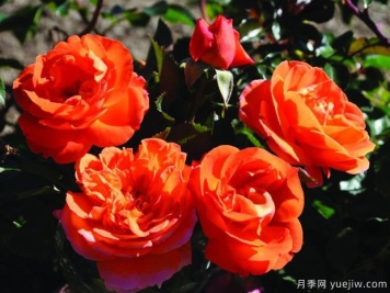 芒果陽臺月季的優(yōu)缺點是什么？