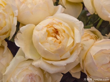 象牙伊芙伯爵月季的優(yōu)缺點(diǎn)是什么？