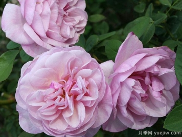春游月季